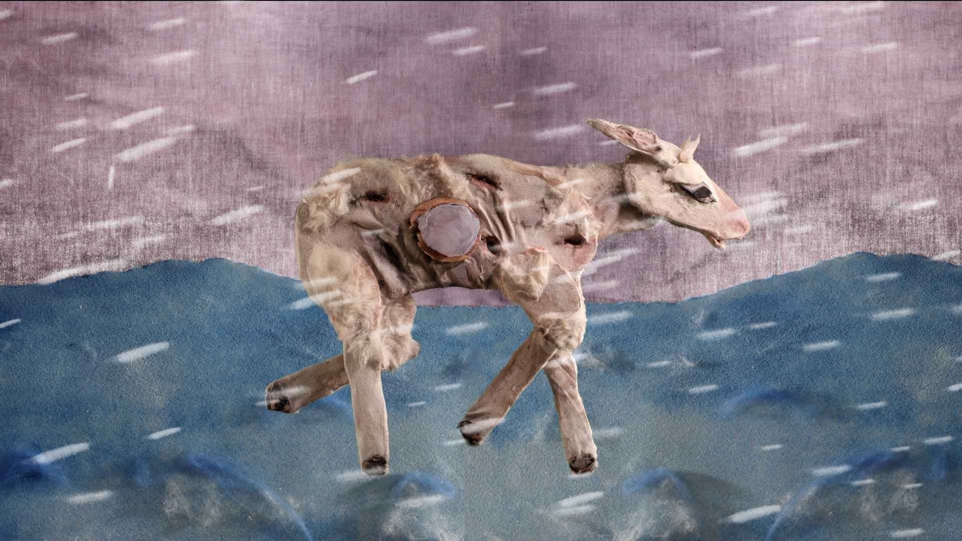 Sheep Story