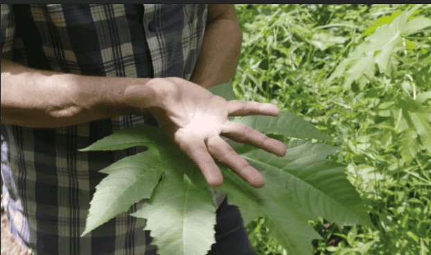 You Think the Earth is a Dead Thing